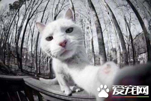 打了狂犬疫苗能吃什么 狂犬疫苗的禁忌是宜饮酒