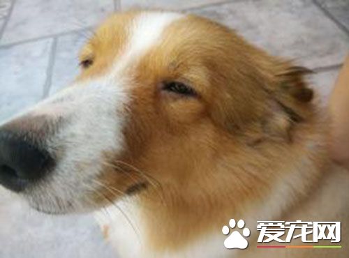 狂犬疫苗要打多少针 咬伤后预防需要五针