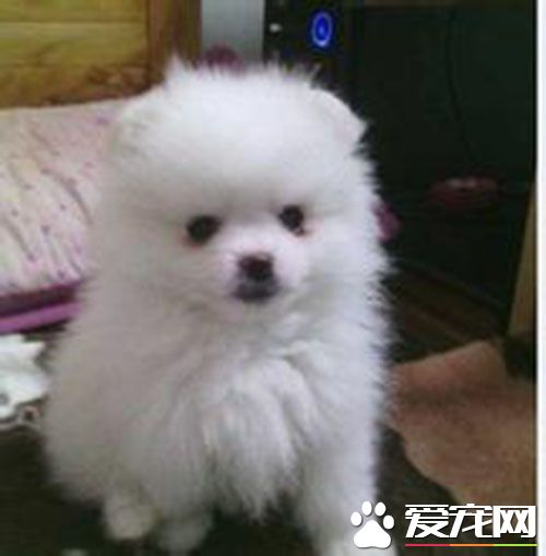 狗狗细小大便失禁 大小便失禁是不好的症状