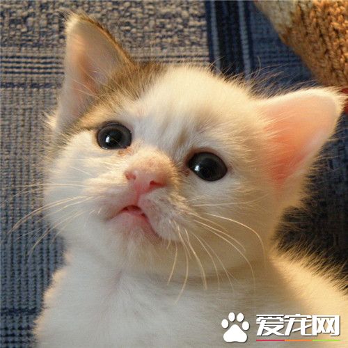 为什么要给猫做绝育 猫绝育后的护理和绝育误区