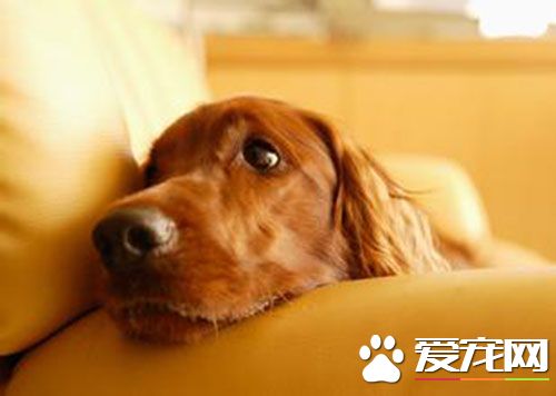 细小几天能好 细小病毒大概几天可以好