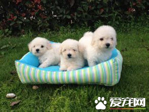 细小有潜伏期吗 细小病毒临床表现有两种类型