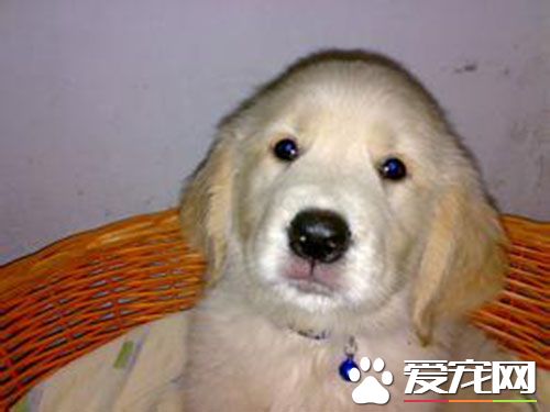 狗狗细小流口水 狗狗细小病毒的治疗和方法