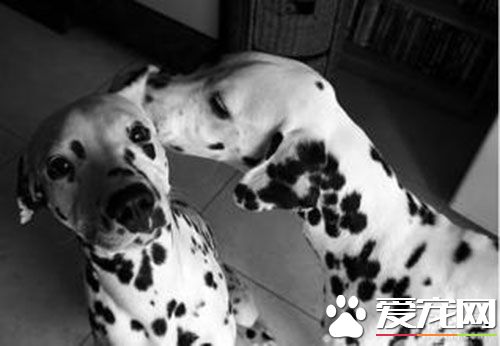 细小为什么不能喝水 会加剧肠胃的排斥反应