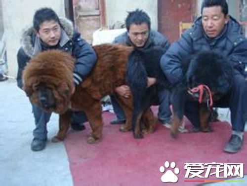 人会不会得细小 细小病毒主要是感染幼犬