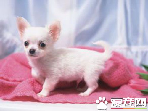 狗狗细小后遗症 体内还可能残留少量病毒