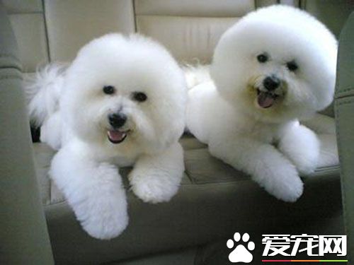 犬细小心肌炎 犬心肌炎的相关临床症状