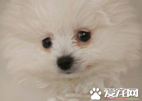 细小严重吗 犬细小病毒易感染哪些群体