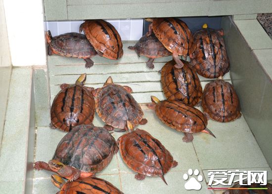 养金钱龟要注意什么 金钱龟养殖池的准备