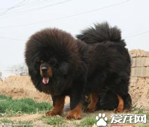 狂犬疫苗5针时间 其免疫有效期为6个月