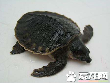 猪鼻龟蒙眼怎么治 猪鼻龟白眼病初症状