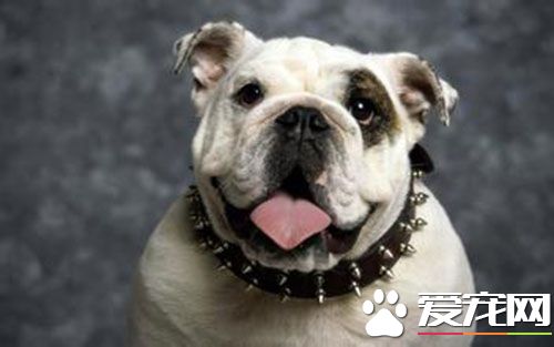 打完狂犬疫苗后头疼怎么回事 48小时内会消退