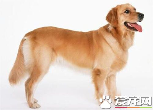 细小会尿血吗 狗狗尿血需要处理的办法