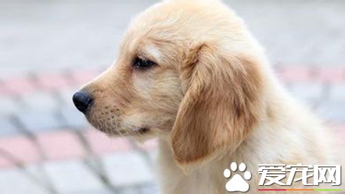 狂犬疫苗的注射方法 总注射一针二联疫苗