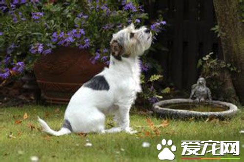 细小几天会死 细小死前有什么样的征兆呢