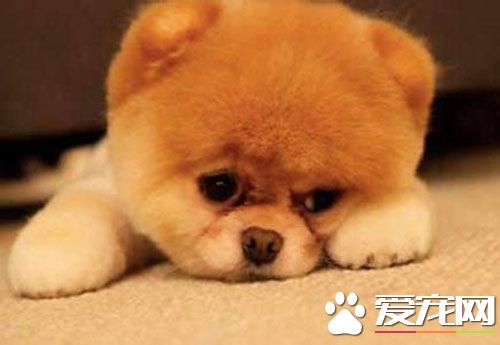 细小怎么护理 细小护理需要注意的四个方面