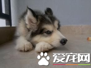 狗得了细小怎么治 细小病毒检测的方法