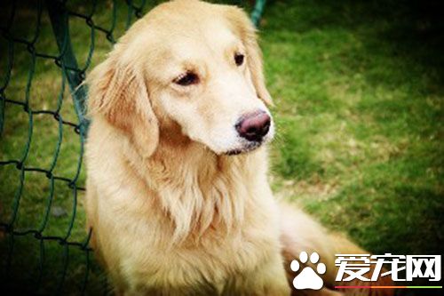 金毛狗粮排行榜 八大金毛最喜欢吃的狗粮