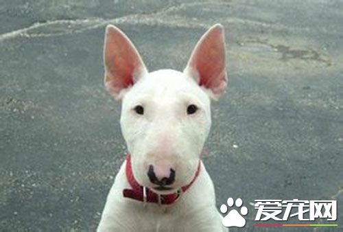 牛头梗吃什么狗粮好 狗粮的选择要分阶段