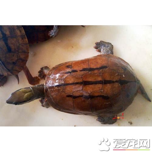 金钱龟有什么药用价值 金钱龟在现代的医药应用