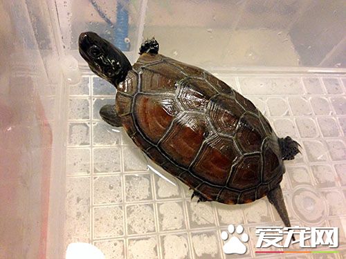 中华草龟鉴别 草龟壳线分三类金线银线无线