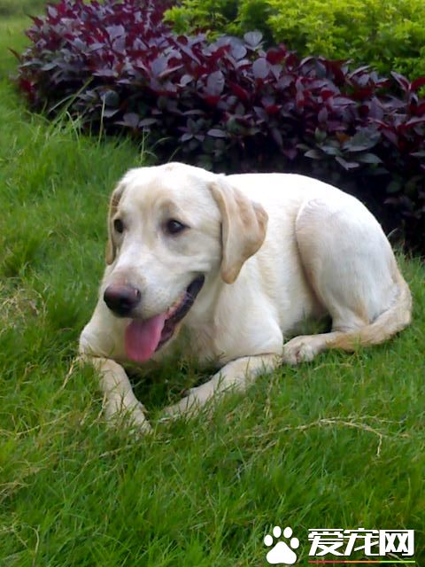 狗狗细小死前征兆 会发高烧渐渐不吃东西