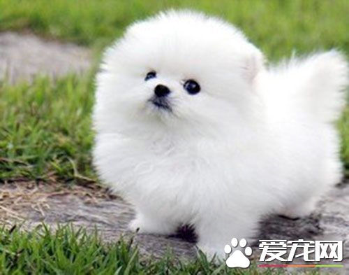 小型犬狗粮排行榜 小型犬吃什么狗粮好