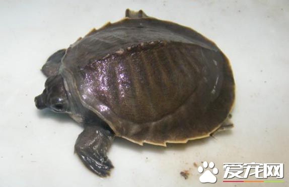 猪鼻龟和锦鲤混养 建议还是不要一起混养