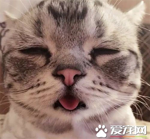 猫猫拉稀怎么办 猫咪拉肚子需要注意的事项