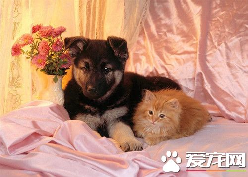 细小病毒存活时间 细小病毒对外界的抵抗力较强