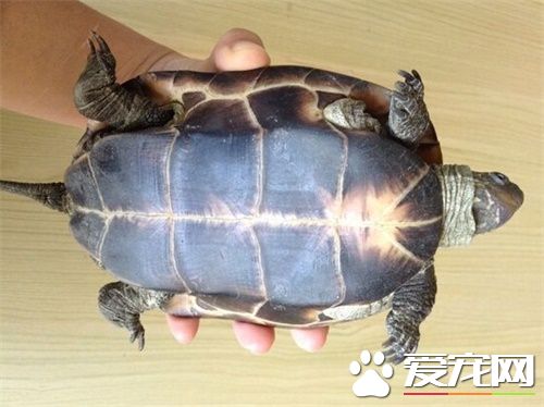 中华草龟种类 购买中华草龟的注意事项