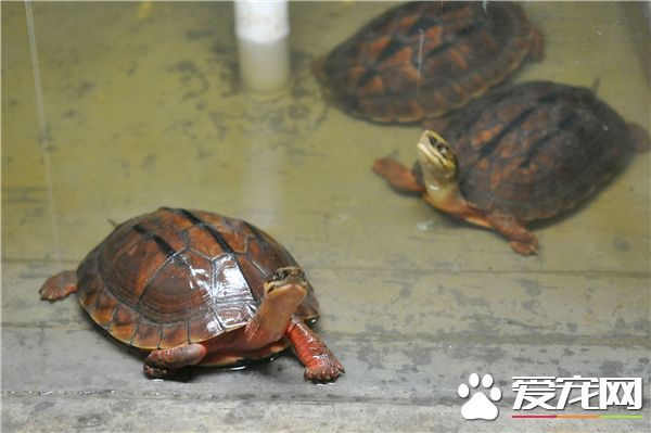 如何辨别金钱龟 金钱龟背部呈棕黄色或灰黑色