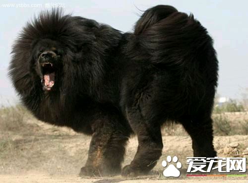 鬼獒是什么 鬼獒其实就是藏獒的亚种的产物