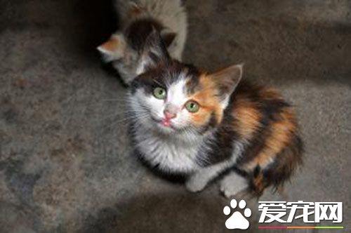 猫咪难产怎么办 难产多以初产猫发生多