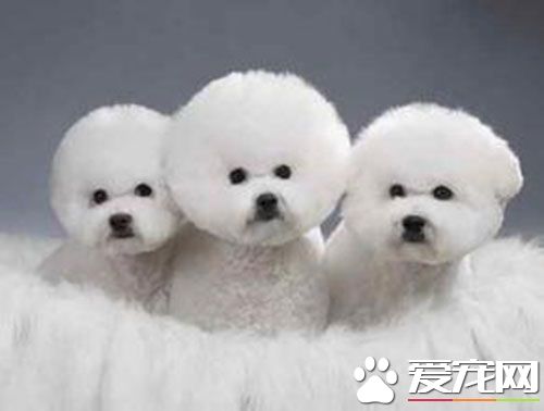 比熊专用狗粮 比熊幼犬吃什么狗粮没泪痕