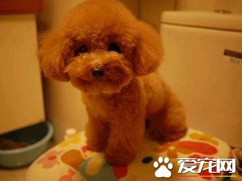 泰迪吃什么狗粮美毛 额外增加一些宠物营养品