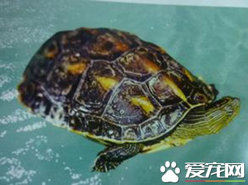 中华草龟常见疾病 八种中华草龟常见疾病预防
