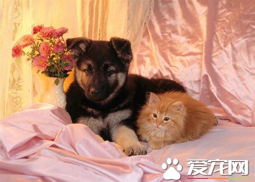 狗狗得了细小家里怎么消毒 卫生间坐便器消毒