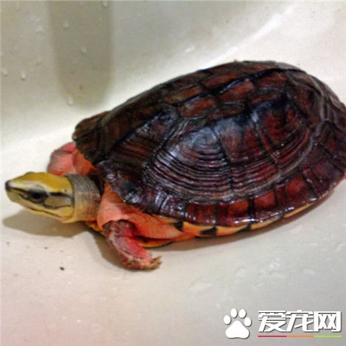 金钱龟哪里有卖 购买金钱龟需要注意事项