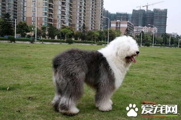 鬼獒是什么狗 鬼獒是獒犬中的异类犬
