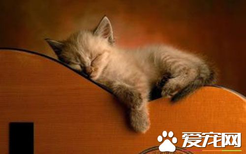 幼猫猫粮哪种好 美国十佳猫粮凌采猫粮最好