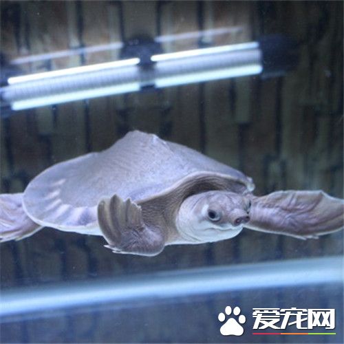 猪鼻龟溃疡 猪鼻龟溃疡可用双氧水清洁伤口