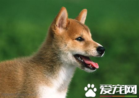 中华田园犬的智商 田园犬是一种智商很高的狗