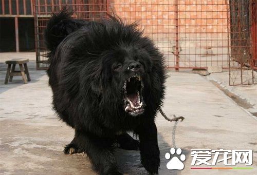 鬼獒多少钱 鬼獒大概价格是3000-50000元不等