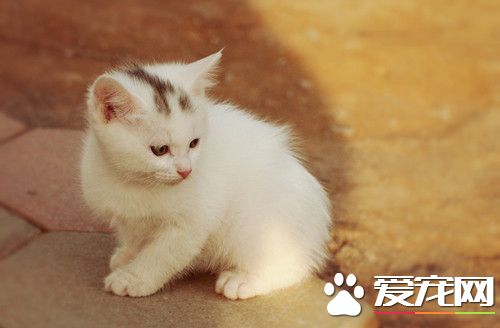 猫拉肚子怎么办 猫拉肚子需要注意的事项