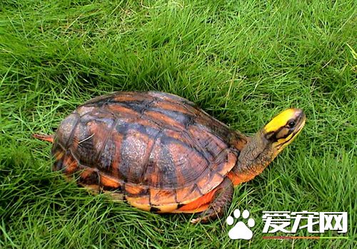 金钱龟可以吃吗 金钱龟可以作为珍贵的药材