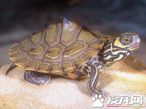 地图龟种类 地图龟是变化多端的一群龟类