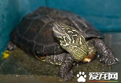 中华草龟腐皮 中华草龟腐皮的症状及防治方法