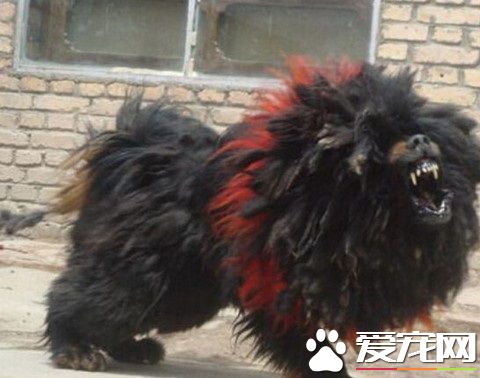 鬼獒是怎么来的 鬼獒是基因突变的产物