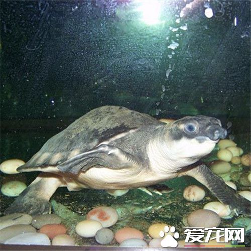 猪鼻龟品种 猪鼻龟的品种目前只有一种